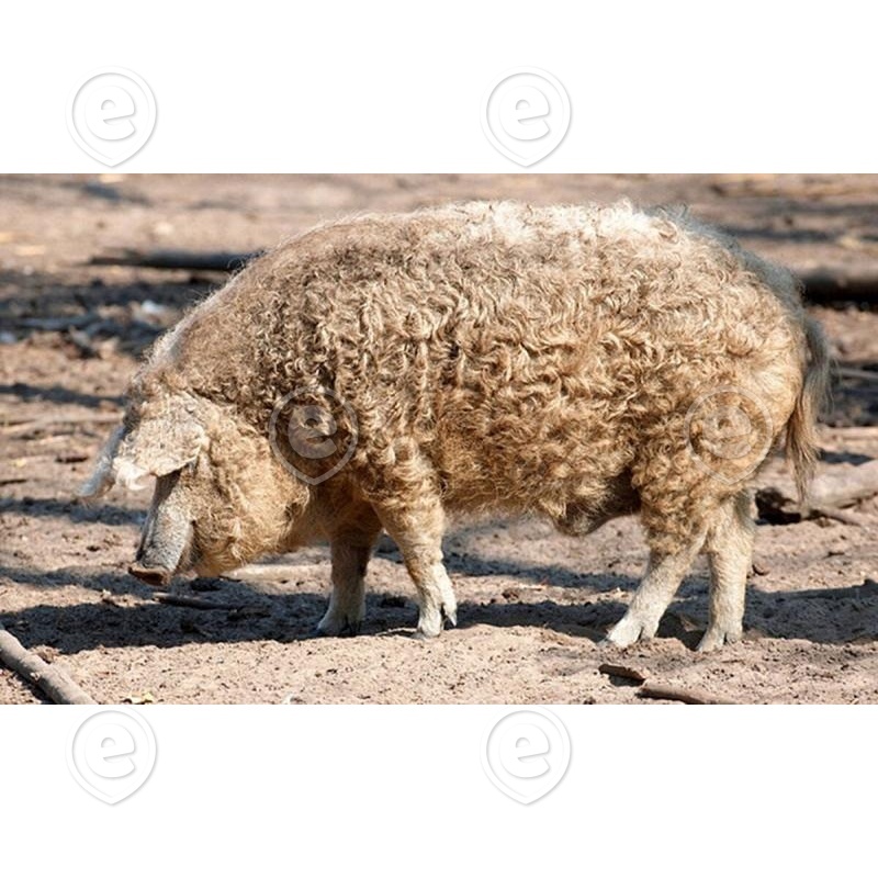 siga mangalica