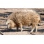 siga mangalica